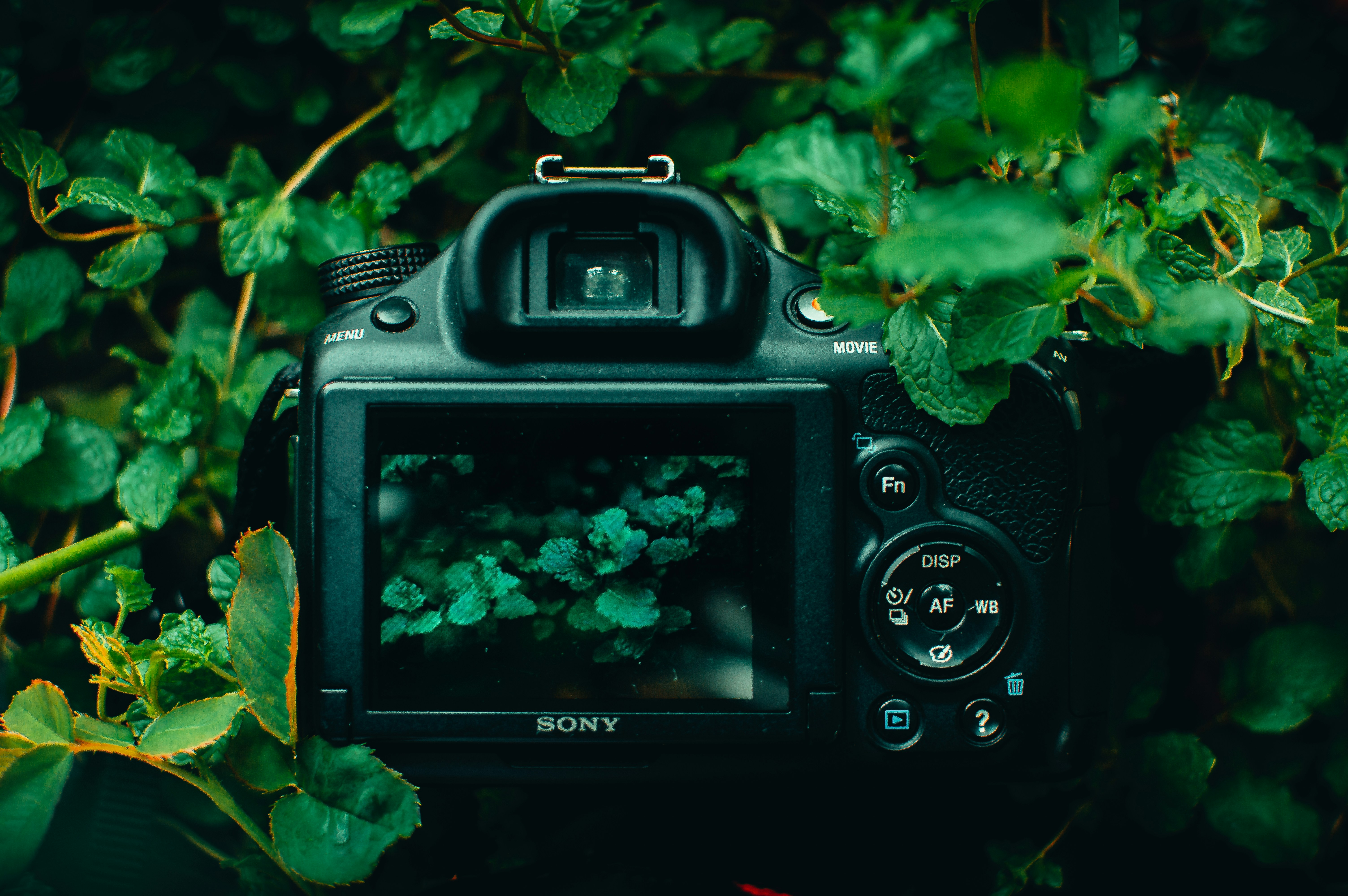 banner image, camera amongst leaves